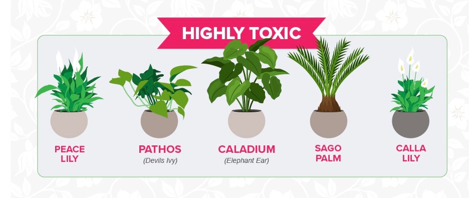 Toxic houseplants